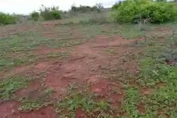 Terrain de 116 Hectare Vers Notto Diobass à Thies