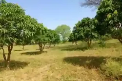 Terrain de 123 Hectare Vers Keur Madaro à Thies