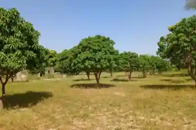 Terrain de 123 Hectare Vers Keur Madaro à Thies - Vue 1