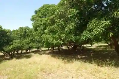 Terrain de 123 Hectare Vers Keur Madaro à Thies - Vue 2