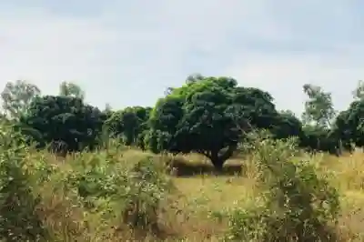 Terrain de 158 Hectare Vers Bambilor à Dakar - Vue 1