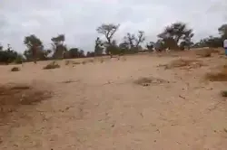 Terrain de 115 Hectare Vers Touba Toul à Thies