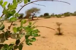 Terrain de 116 Hectare Vers Diokoul Diawrigne à Louga