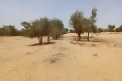 Terrain de 114 Hectare Vers Diokoul Diawrigne à Louga