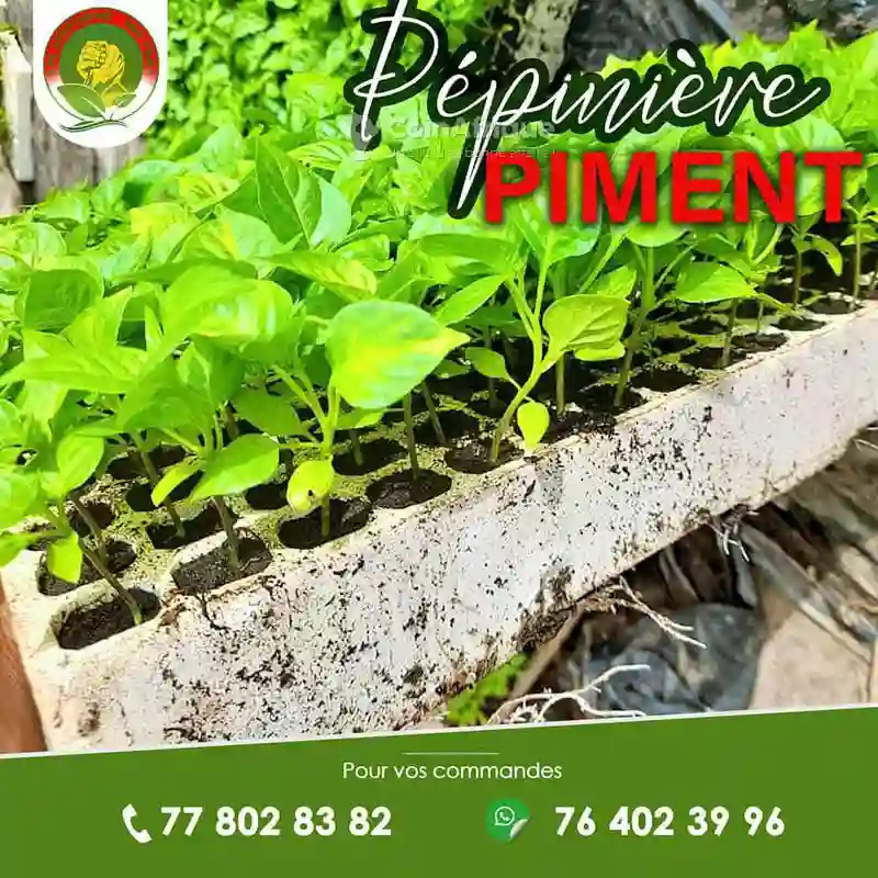 Service D'accompagnement D'achat de Terrain