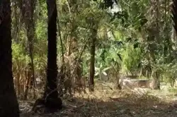 Verger de 1 Hectare Vers Kafountine à Bignona