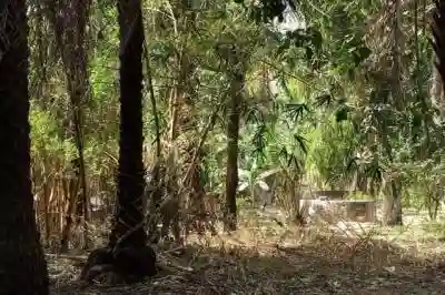 Verger de 1 Hectare Vers Kafountine à Bignona - Vue 1