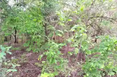 Verger de 1 Hectare Vers Kafountine à Bignona - Vue 2