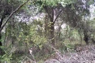 Verger de 1 Hectare Vers Kafountine à Bignona - Vue 3