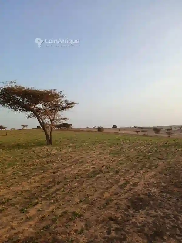 Terrains Agricoles 68ha -mboro - Vue 1