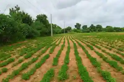 Terrain de 8555 m² Vers Keur Moussa à Thies - Vue 1