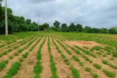 Terrain de 8555 m² Vers Keur Moussa à Thies - Vue 3