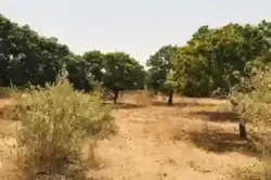 Verger Fruitier de 225 Hectares Vers Notto Diobas à Thies