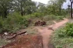Terrain de 5 Hectares Vers Niamone à Ziguinchor