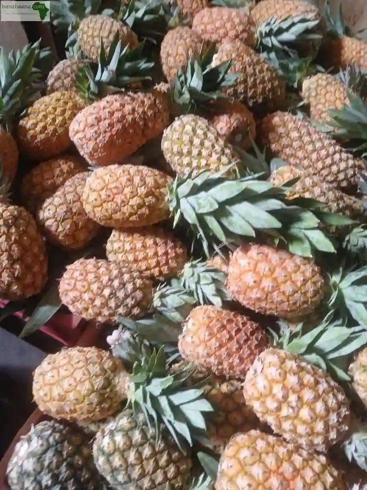 Ananas DE Guinée