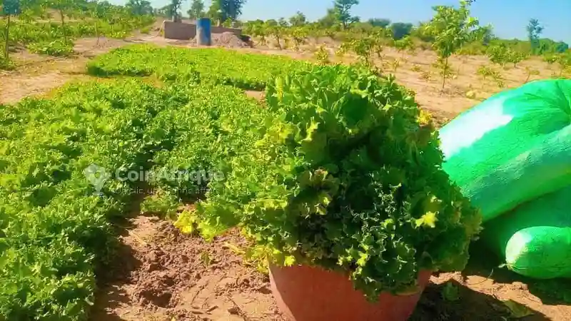 Vente Ferme Agricole -thiadiaye - Vue 1
