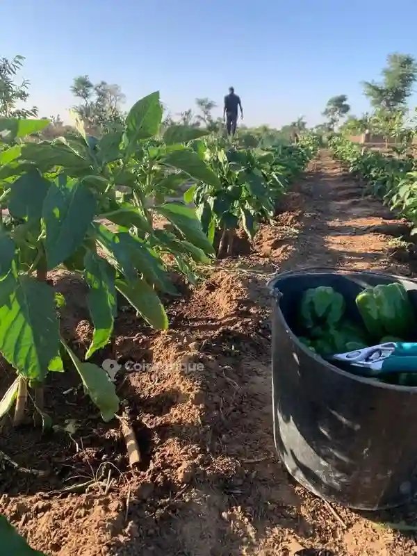 Vente Ferme Agricole -thiadiaye - Vue 3