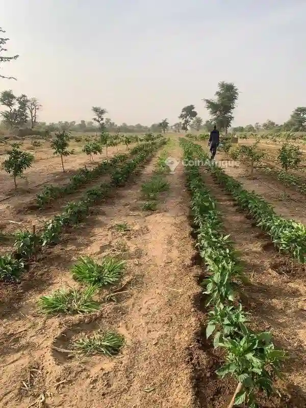 Vente Ferme Agricole -thiadiaye - Vue 5
