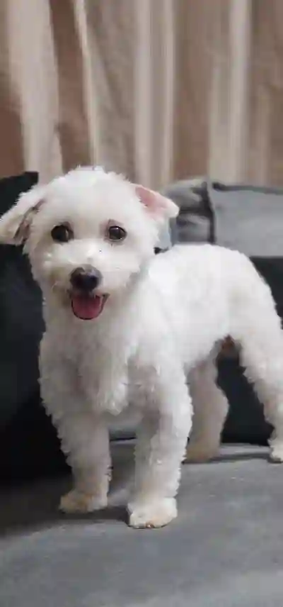 Chiens Bichons Maltais à Dakar