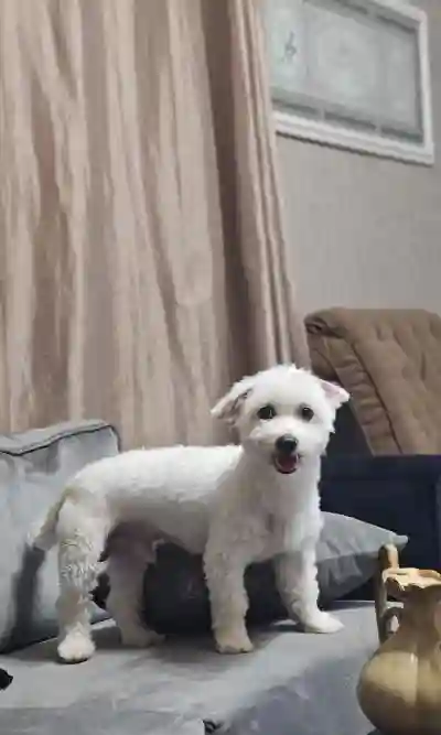 Chiens Bichons Maltais à Dakar - Vue 1