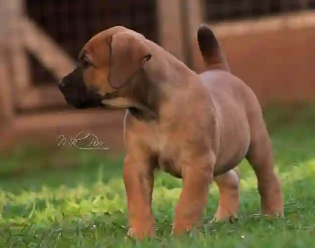 Chiot Boerboel