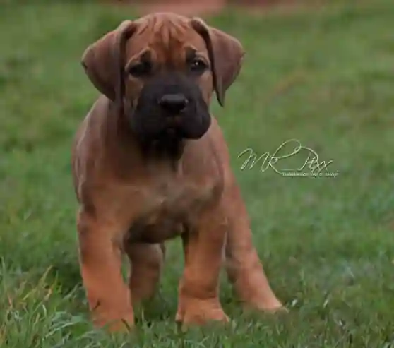 Chiot Boerboel - Vue 1