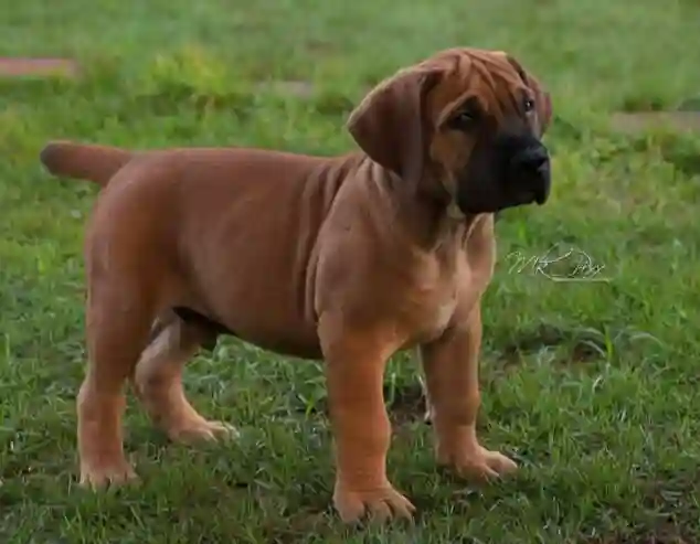 Chiot Boerboel - Vue 2