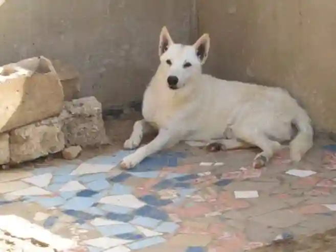 Berger Blanc Suisse Disponible - Vue 1