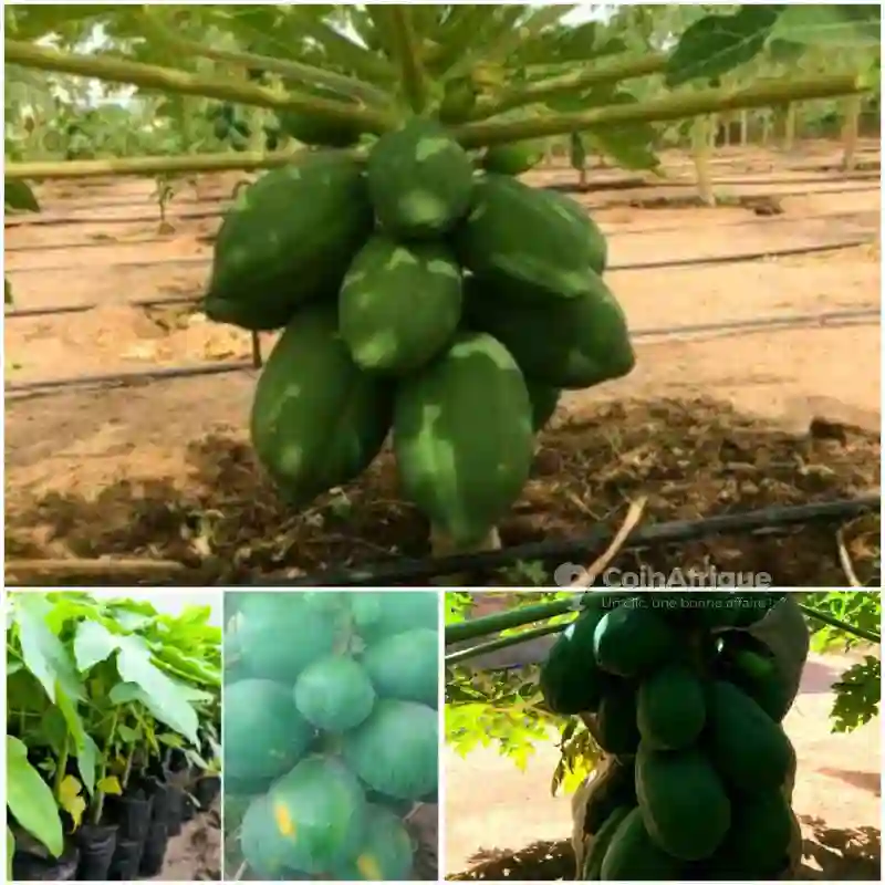 Terrain Agricole -mboro