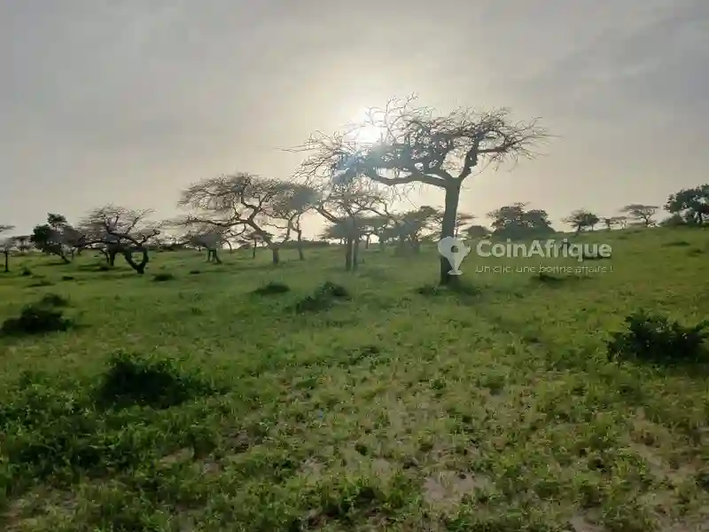 Terrain Agricole -mboro - Vue 4