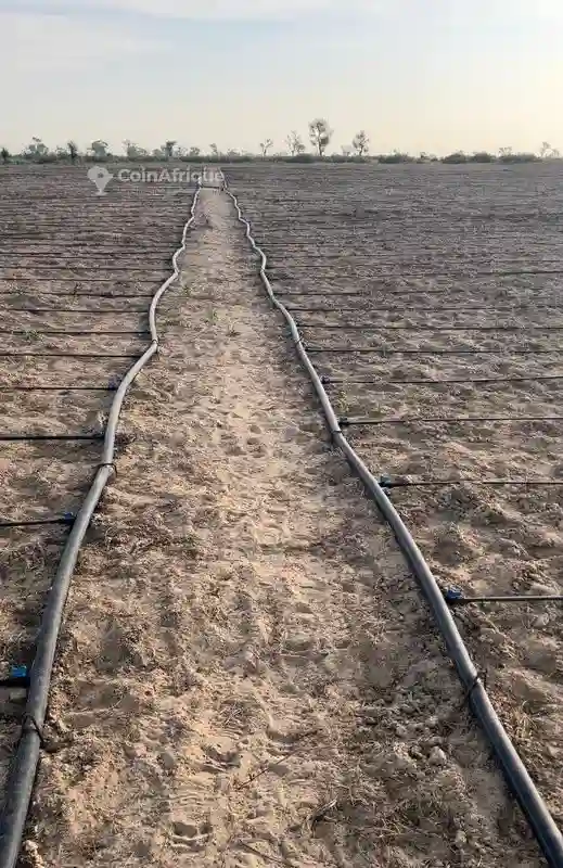 Terrain Agricole -mboro - Vue 6