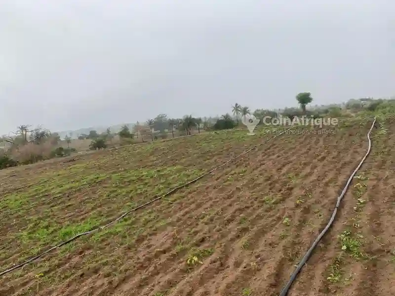 Terrains 2 ha - Mboro - Vue 1