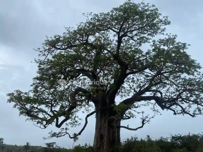 Terrains 2 ha - Mboro - Vue 2