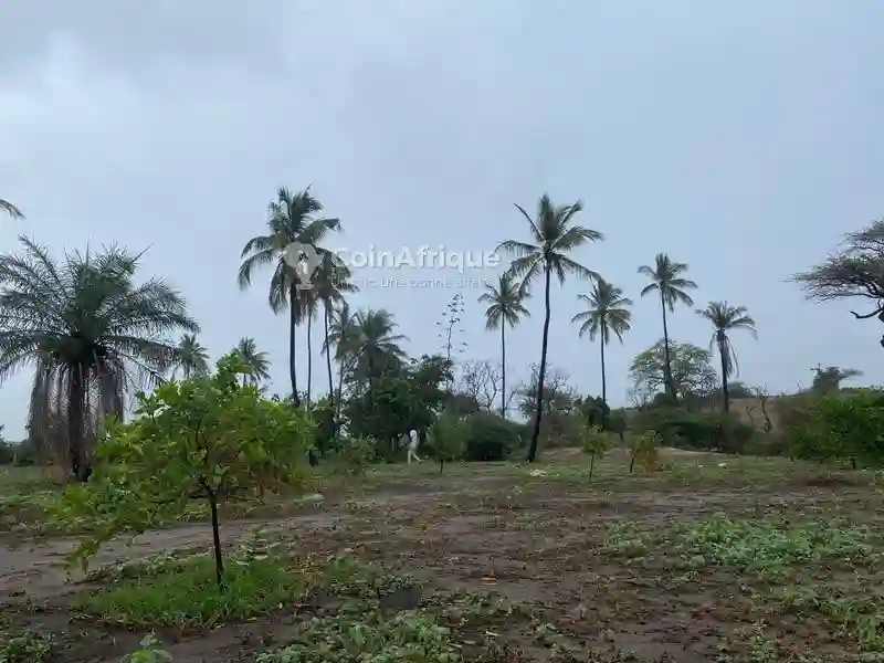 Terrains 2 ha - Mboro - Vue 4