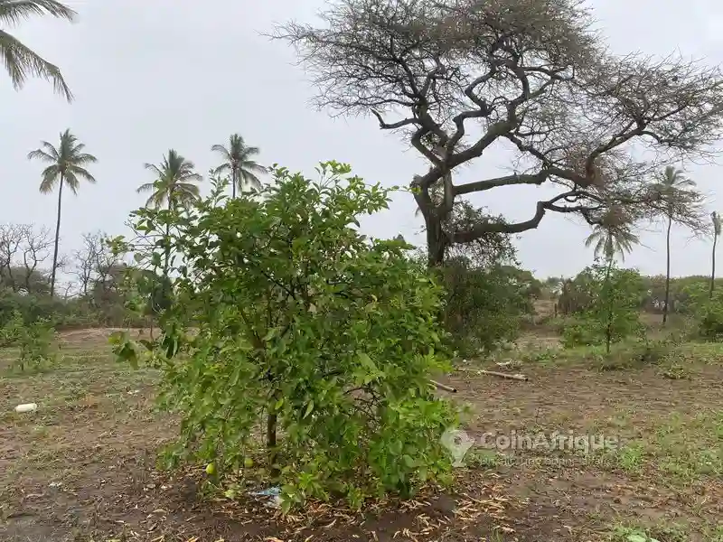 Terrains 2 ha - Mboro - Vue 5