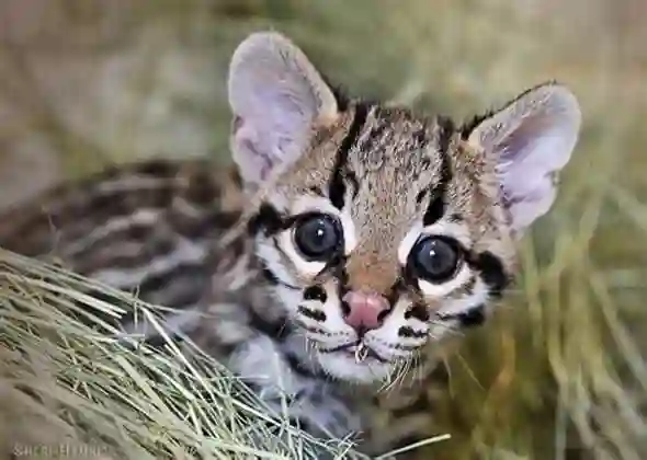 Ocelot Kittens Available