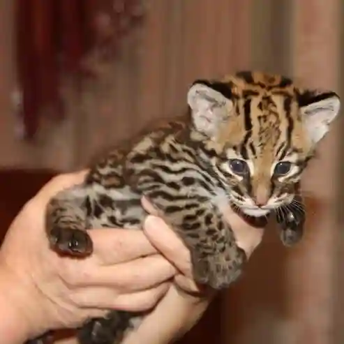 Ocelot Kittens Available - Vue 1
