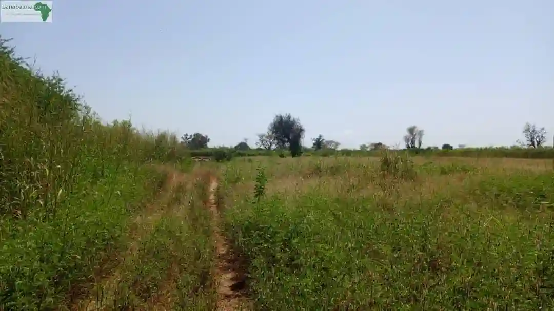 Terrain de 1 Hectare à Mbourokh Sénégal - Vue 1