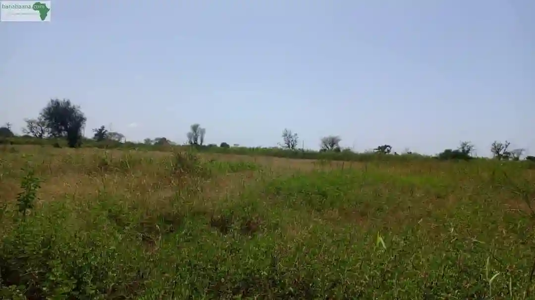 Terrain de 1 Hectare à Mbourokh Sénégal - Vue 2