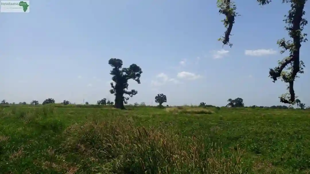 Terrain 2 Hectares et Demi à Louly Ngomène - Vue 2