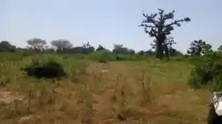 Terrain 3 Hectares et Demi à Mbourokh Sn à Mbour