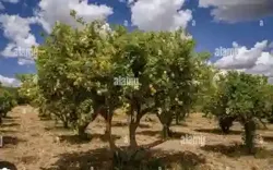 Verger de 1ha300 a Dans Mbour à Mbour