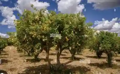 Verger de 1ha300 a Dans Mbour à Mbour