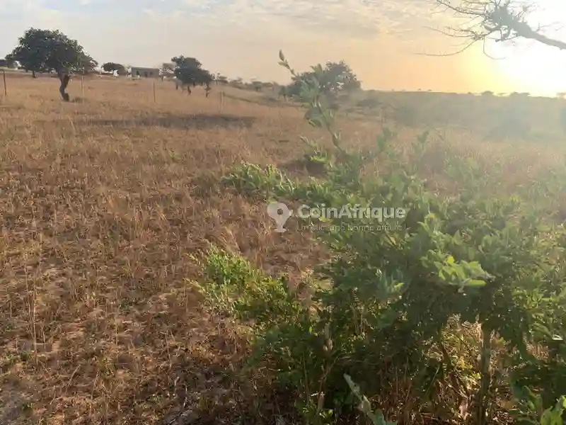 Terrain Agricole 2950000fh - Mboro - Vue 5