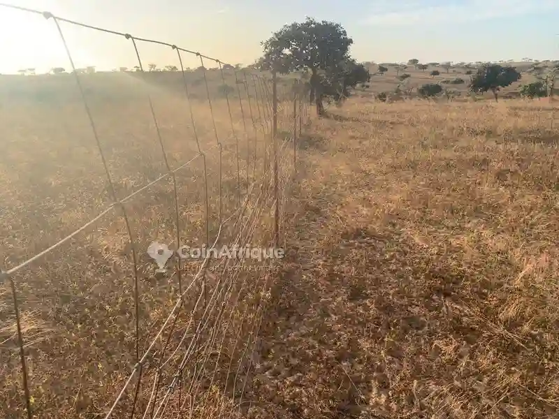 Terrain Agricole 2950000fh - Mboro - Vue 7