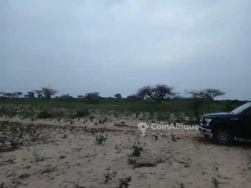 Champ de 4h88a à Sortie Mboro