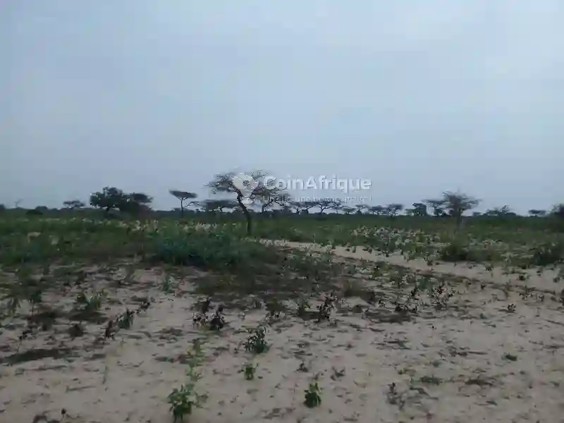 Champ de 4h88a à Sortie Mboro - Vue 2