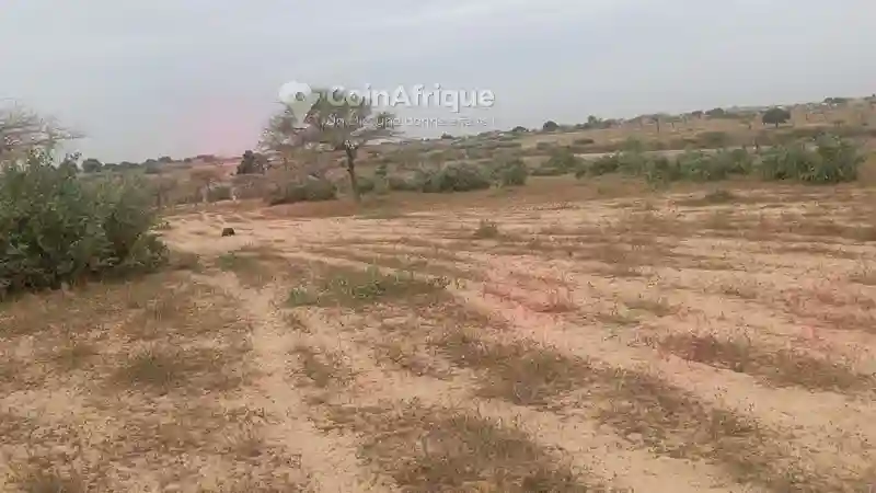 Champ de 4h88a à Sortie Mboro - Vue 3