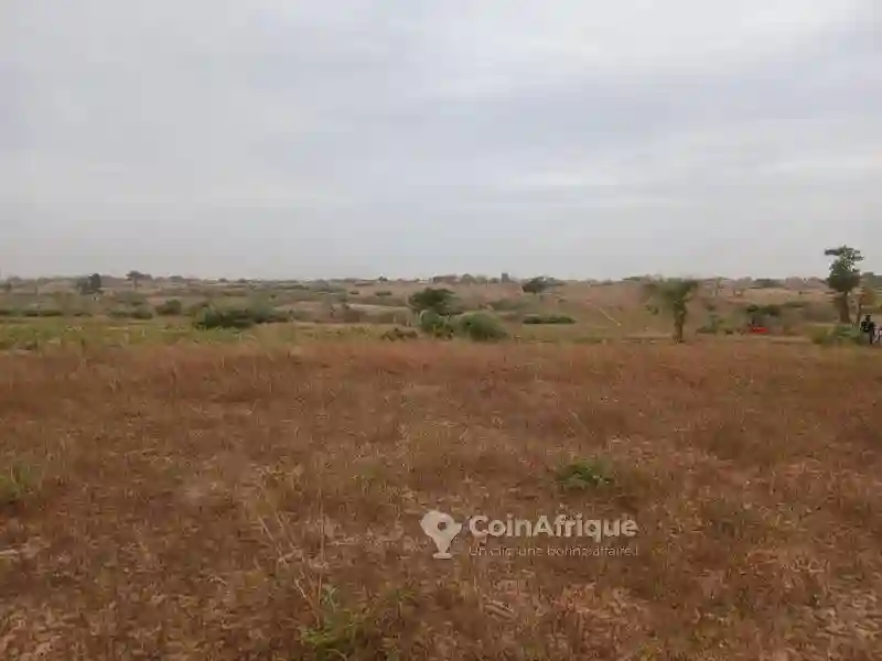Champ de 4h88a à Sortie Mboro - Vue 4