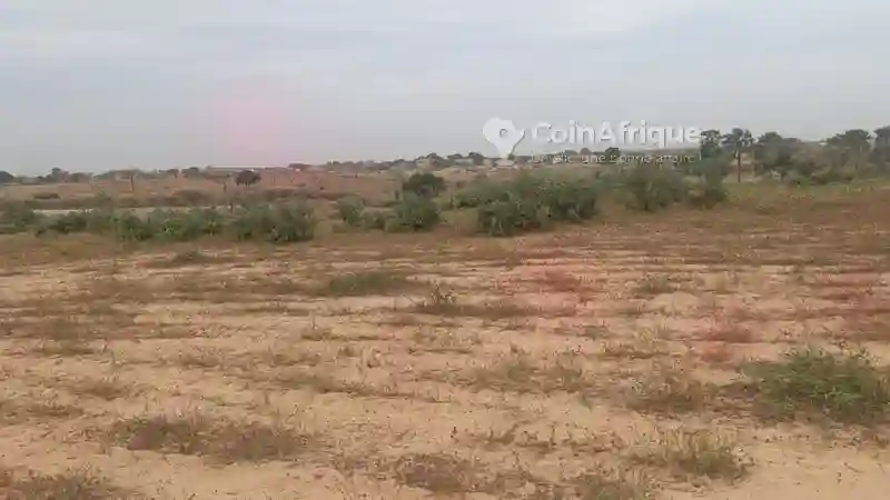 Champ de 4h88a à Sortie Mboro - Vue 5